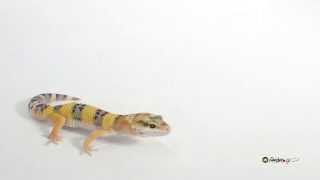 Leopard Gecko Behavior Moving [upl. by Dorlisa238]