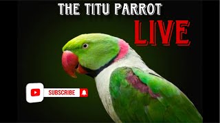 The Titu Parrot is live live parrot talkingparot birds tituparrot shortsviral shorts youtub [upl. by Runkel]