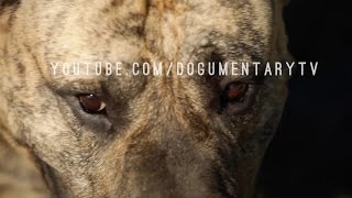 PRESA CANARIO THE CATCH DOG FROM THE CANARY ISLANDS [upl. by Elston]