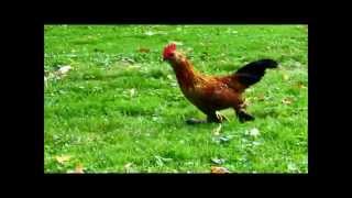 Chickens running [upl. by Franza]