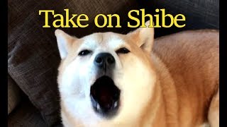 Take on Shibe [upl. by Coheman693]