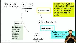 Life cycle discussion of Basidiomycetes Ascomycetes and Oomycetes [upl. by Lennox]