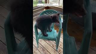 This family adopted a baby bear that was abandoned by its mother bear babybear short [upl. by Wolfson]