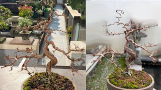 Reshaping a Sequoiadendron giganteum [upl. by Ahsenid642]