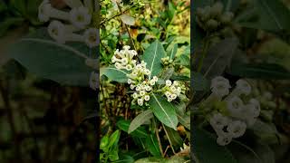 Cestrum diurnum  flower nature naturephotography plant music song yechamakyedamak [upl. by Erasmus461]