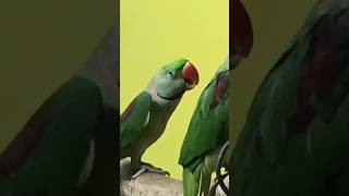 Green Talking Parrot 🔊🦜shorts talkingparrot talkingbird ytshorts trending 🔥🔥 [upl. by Ylrehs]