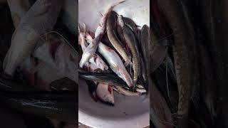 MADE IN KISHOREGANJ  কিশোরগঞ্জ foryou fish trending fishbazar fishcutting vairal 1million [upl. by Idnas595]