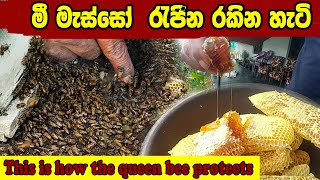 This is how the queen bee protects  Bee colony  මී මැසි පාලනය  මී පැණි  BEE  lakshitha vlogs [upl. by Warchaw628]