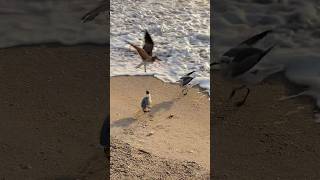 Laughing gull defending its turtle egg [upl. by Ellenad289]