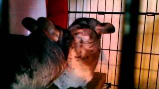 Chinchillas FightingPlaying [upl. by Alten]