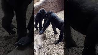 Adorable gorilla kids🦍🌴🍀trending youtubeshorts short [upl. by Althea657]