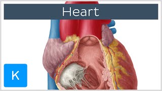 Anatomy of the Heart Ventricles Atria and Functions  Human Anatomy  Kenhub [upl. by Lossa]