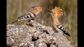 upupa epops sound  Hoopoe bird [upl. by Justinn]