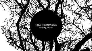 Tissue Fluid 1 Starling forces [upl. by Nahs676]