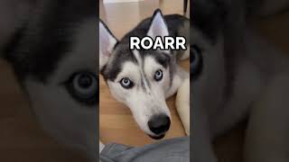 husky can ROAR [upl. by Anada]