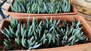 GROWING BLUE CHALK  SENECIO SERPENS  PROPAGATION AND CARE GUIDE [upl. by Eidua]