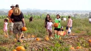 Aloun Farms Pumpkin Patch [upl. by Searle68]