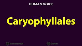 How To pronounce Caryophyllales [upl. by Krell]