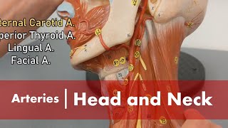 Arteries of the Head and Neck [upl. by Htebi231]