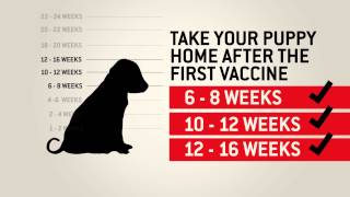 Understanding dog vaccinations  Purina [upl. by Natie]