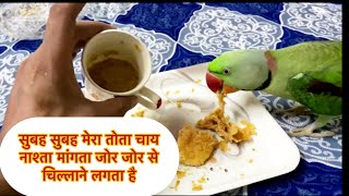 Parrot Chai pee Giya Meri chai aur fan maje se khata hai सुबह की चाय के साथ कुछ नाश्ता [upl. by Yarvis]