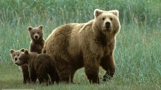 10 Amazing Facts About Bears [upl. by Yrehcaz]