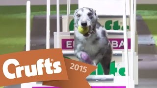 Flyball Team Final  Crufts 2015 [upl. by Sacrod573]