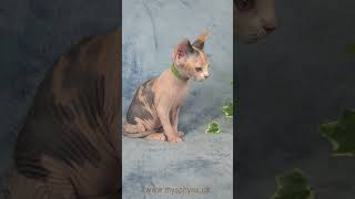 Green Collar  Sphynx  Female [upl. by Cela]