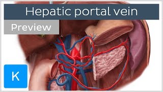 Hepatic Portal Vein preview  Human Anatomy  Kenhub [upl. by Weinhardt]