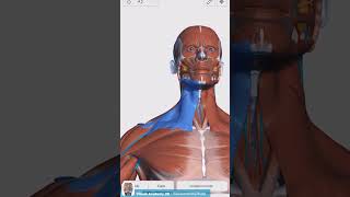 Visual Anatomy 3D  Facts about the Platysma muscle [upl. by Aynekal]