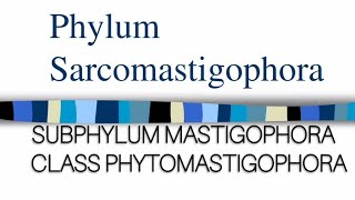 PHYLUM SARCOMASTIGOPHORA Class Phytomastigophora protozoa millerandharley zoology protozoans [upl. by Esyle]