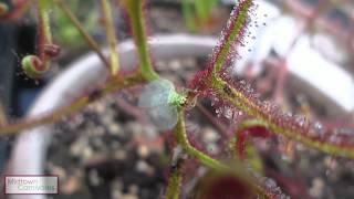 Carnivorous plants Drosera binata var multifida f extrema vs Green Lacewing [upl. by Adamski]