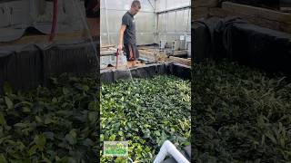 Anubias 💦Sprayed Off [upl. by Allix]