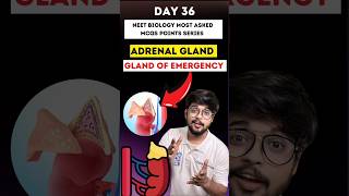 Adrenal gland Chemical Coordination amp Integration NEET Biology Most Asked MCQs Points Day 36 neet [upl. by Alicirp657]