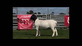 Mt Gipps 2024 Red Rock 230351 Lot 10 [upl. by Nylareg]