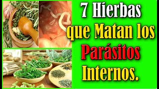 7 Hierbas que Matan los Parásitos Internos [upl. by Niletac]