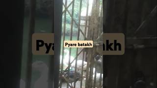 Rang birange Batakh ki aawaz birds shorts whitebird vrd struggle life vlog utube shorts [upl. by Aubry]