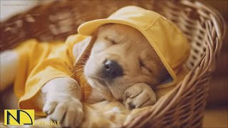 20 HOURS of Dog Calming Sleep Music🐶💖Anti Separation Anxiety Relief🦮🎵 Dog Soothing Music⭐NadanMusic [upl. by Anelleh960]