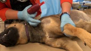 EZ IO® insertion in a canine cadaver [upl. by Alol]