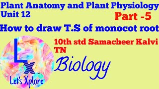 How to draw TS of monocot rootStep by step Plant Anatomy10th std Samacheer Kalvi TN Biology [upl. by Neitsirk704]