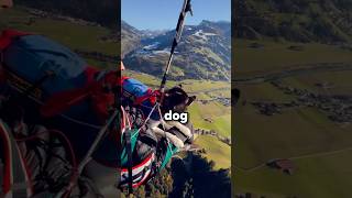 Paragliding With Dog annamariaklocker [upl. by Viscardi552]