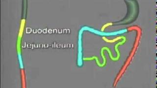 Folding of the Gastrointestinal tract [upl. by Pollux951]