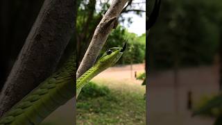 Boomslang snake [upl. by Solomon977]