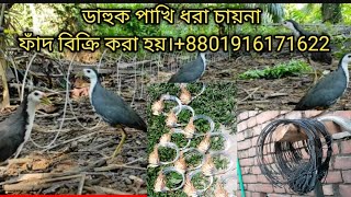 waterhen dahuk Bird trap huntingkora pakhir faddahuk pakhir ringtonehash dhora china janggi fad [upl. by Madian]