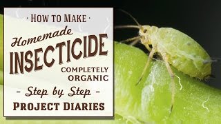 ★ How to Make Homemade Insecticide Complete Step by Step Guide to Killing Garden Pests amp Insects [upl. by Erot561]