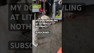 MY DOG GROWLING LITERALLY AT NOTHING ghost paranormal supernatural youtubeshort subscribenow [upl. by Paza793]