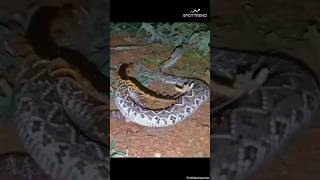 Centipede vs Snake The Ultimate Battle of Bugs  wildlife CentipedeVsSnake battle [upl. by Elamef270]