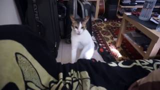 Mad crazy angry cat bibi gets handled funny oh no no cat on 2 legs [upl. by Sitoiganap]