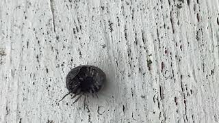 Have you aver seen a Woodlice to defecate Here is your chance [upl. by Enois]