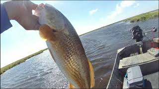 Delacroix Louisiana Sight Fishing Redfish [upl. by Kassandra]